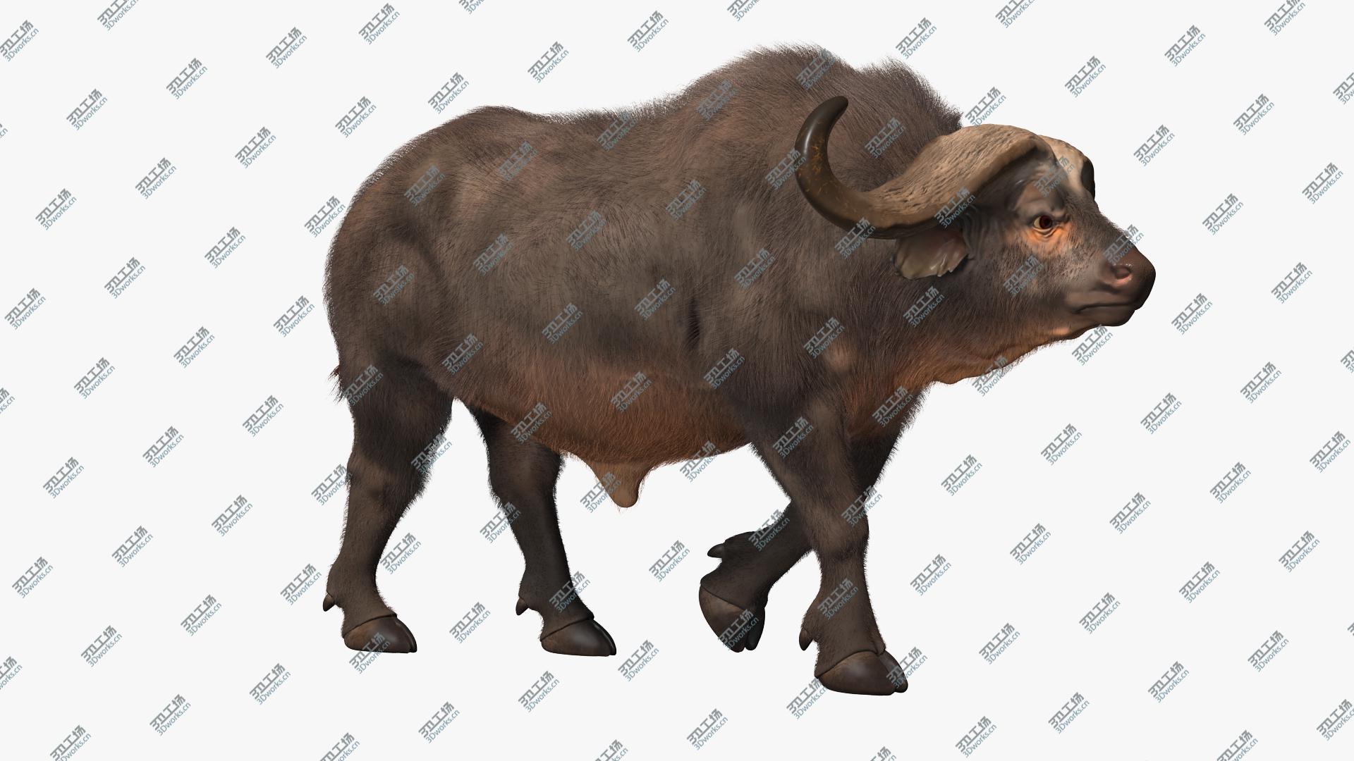 images/goods_img/202104093/3D African Buffalo Walking Pose with Fur/2.jpg